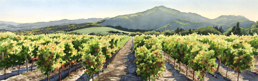Napa Vineyard
