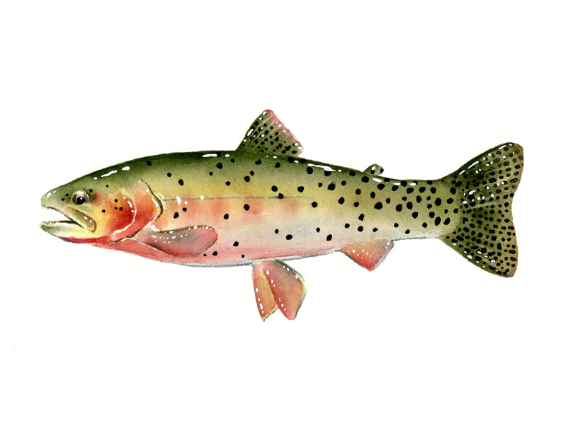Cutthroat Trout II