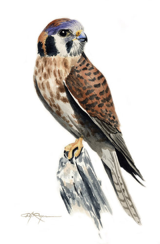 American Kestrel