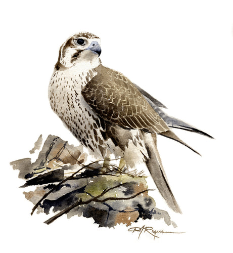 Prairie Falcon