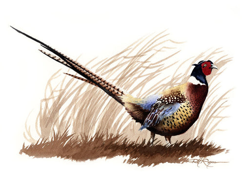 Ring Neck Pheasant