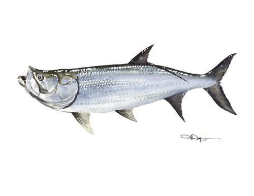Tarpon