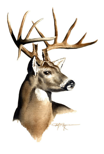 Whitetail Buck