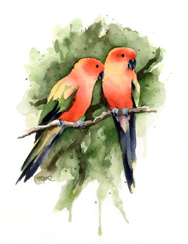 Sun Conures