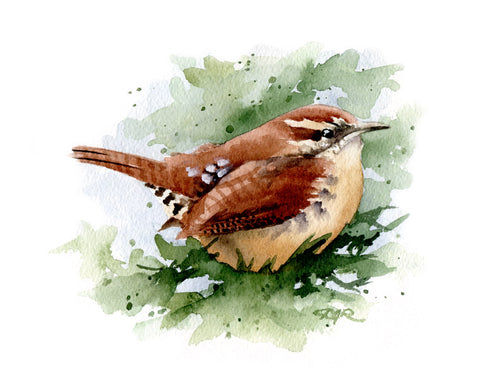 Carolina Wren