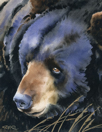 Black Bear