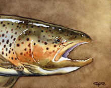 Brown Trout