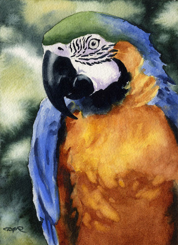 Blue and Gold Macaw