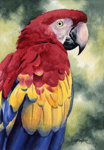Scarlet Macaw