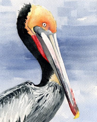 Pelican