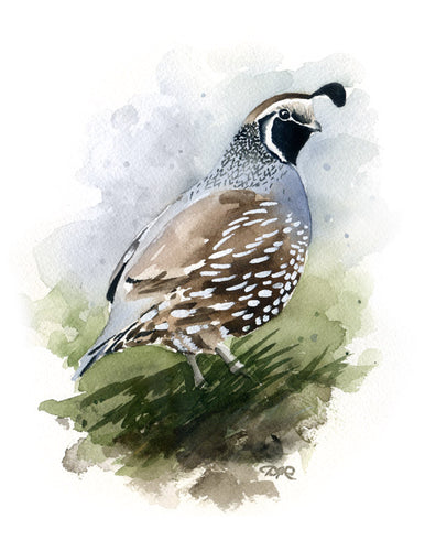 California Quail